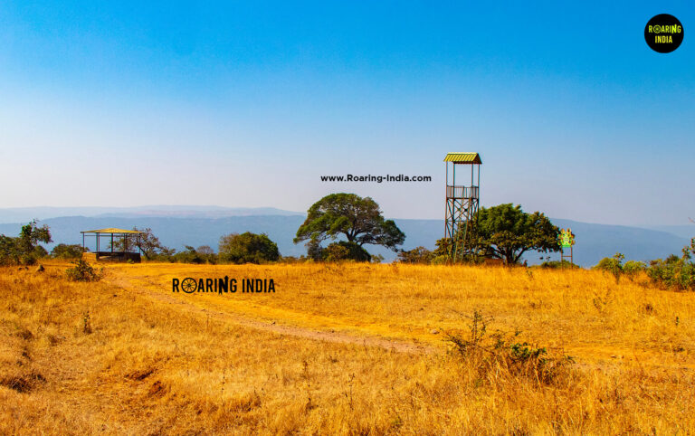 Janicha Amba and Watch Tower in Chandoli Forest Safari