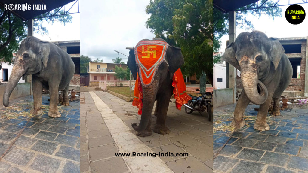 Elephant Padma in Shnatisagar Jain Ashram Shedbal