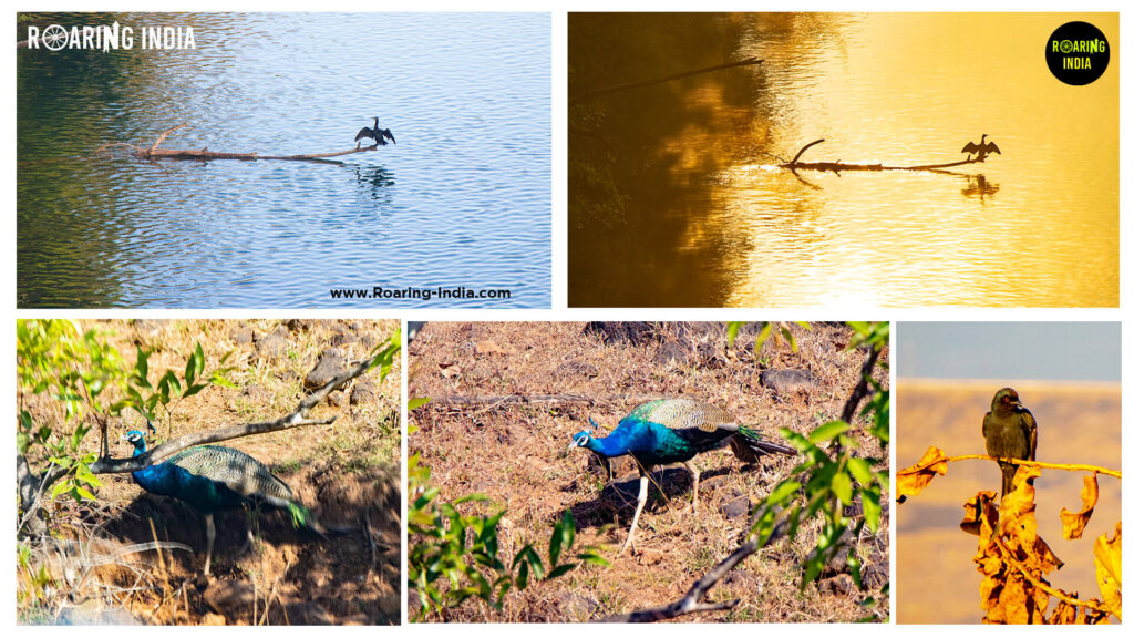 Images Captured By Shrikant in Chandoli National Park