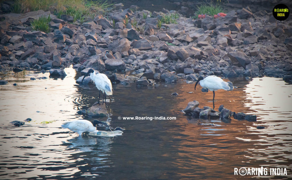 Birds Found at Ramling Bet, Bahe