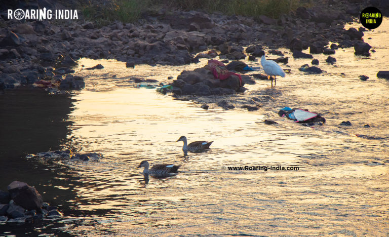 Birds Sight at Ramling Bet, Bahe