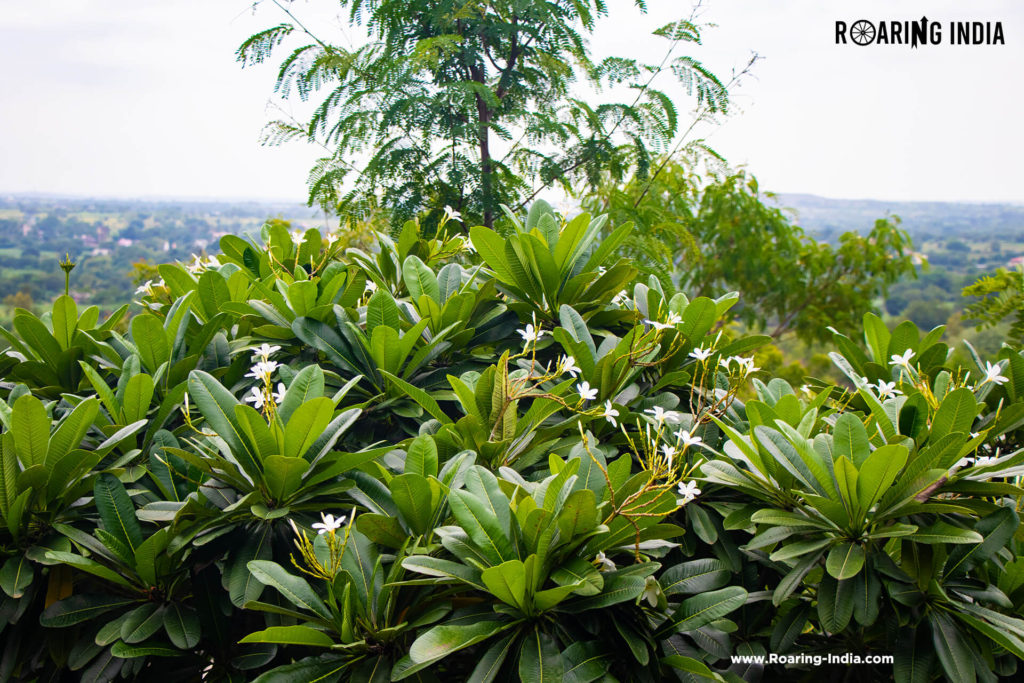 Champa Flowers Found in Honai Temple Hills Station, Hatnur