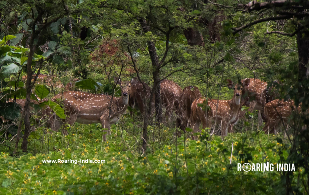 Deer Image Captured by Shrikant Gondhali