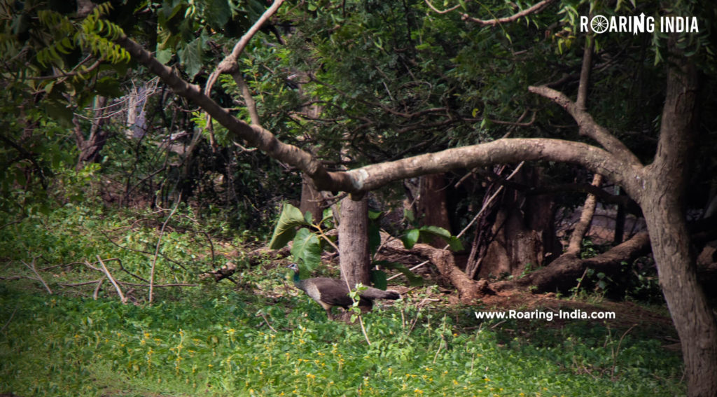 Feamle Peocock found in Sagareshwar Wildlife Sanctuary