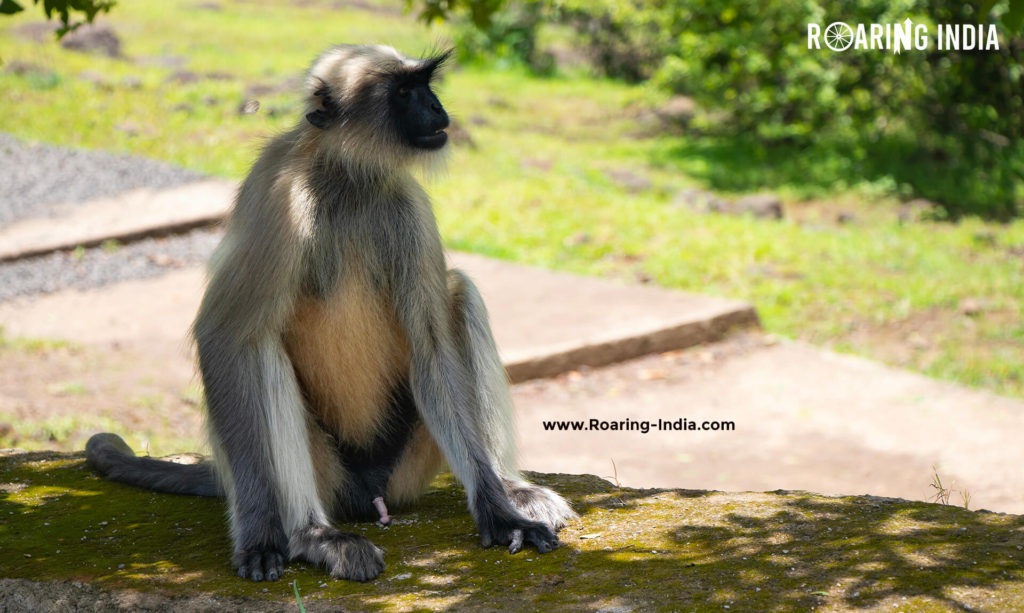 Langur found in Sagareshwar Wildlife Sanctuary