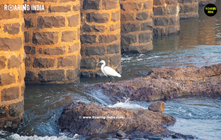 Little Egret Found at Ramling Bet