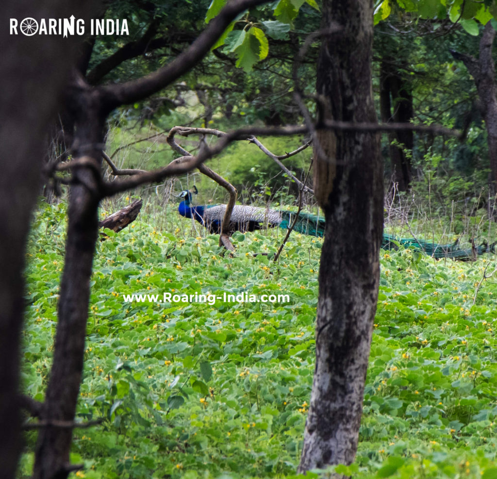 Peocock image captured by Shrikant Gondhali