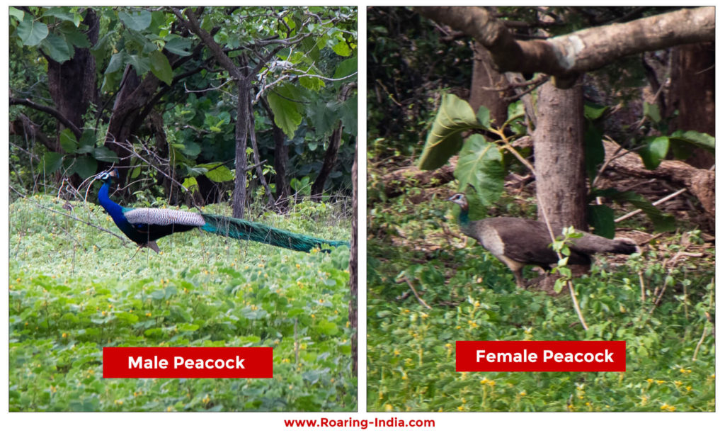 Peococks found in Sagareshwar Wildlife Sanctuary