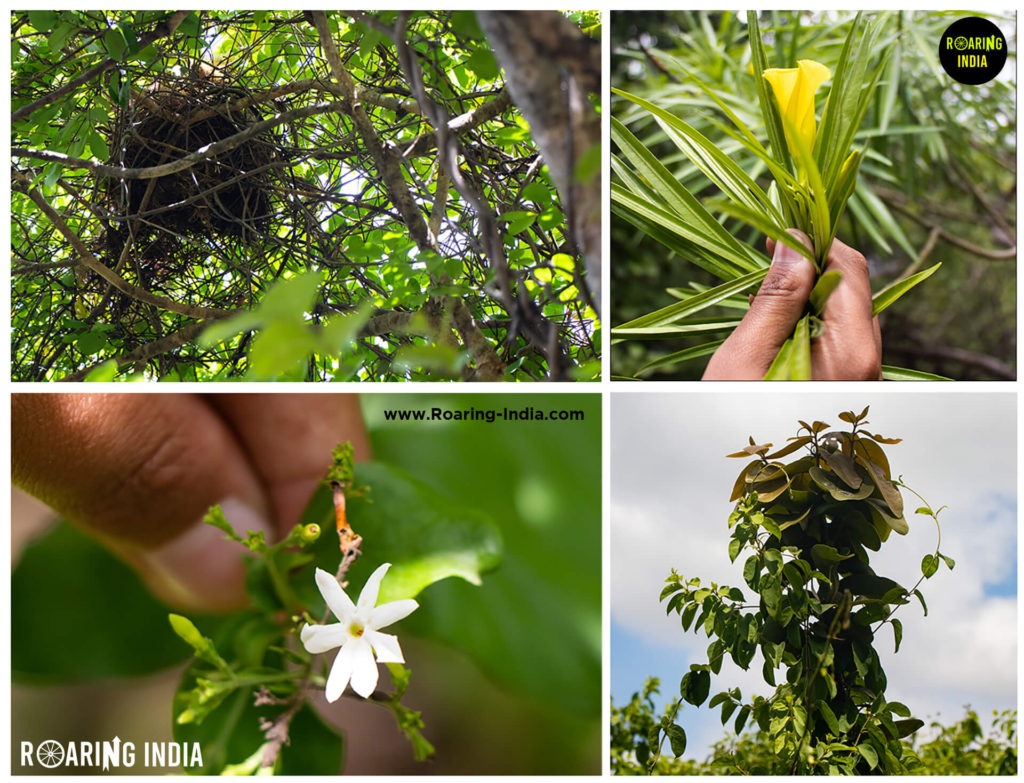 Plant Life of Dargoba Temple Hills Station Pare