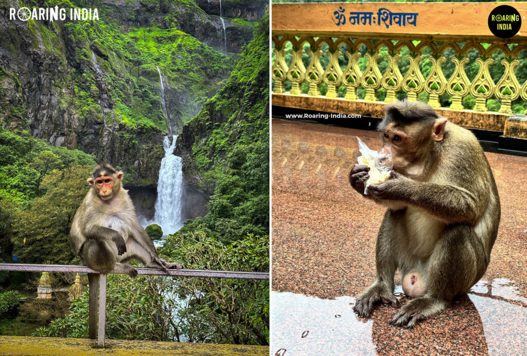Save Wildlife