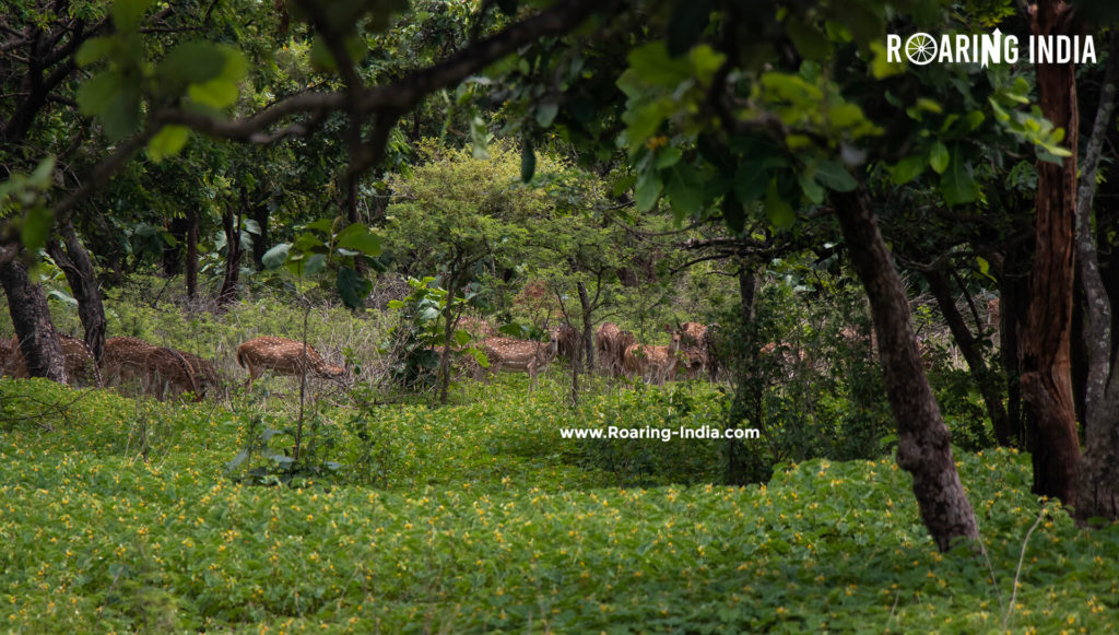 Spotted Deer Found in Sagareshwar Wildlife Sanctuary