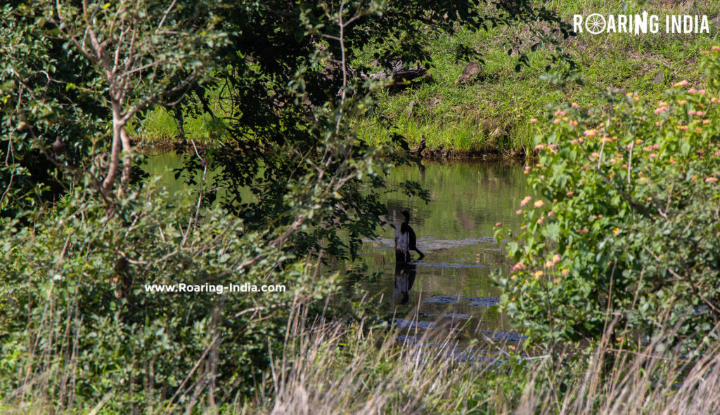 Water Source in Sagareshwar Wildlife Sanctuary
