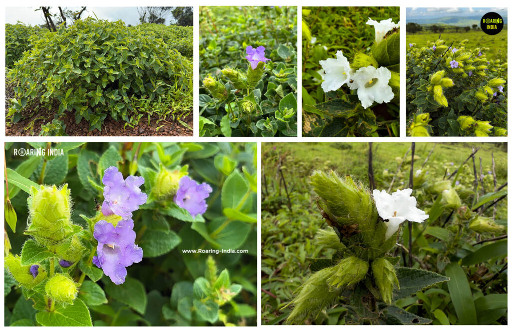 Karvi (Strobilanthes Callosa)