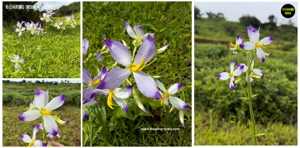 Bada Chirayata (Exacum Bicolor)
