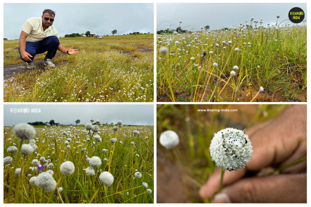 Gendu Grass Dhangari Pheta (Pipeworts)