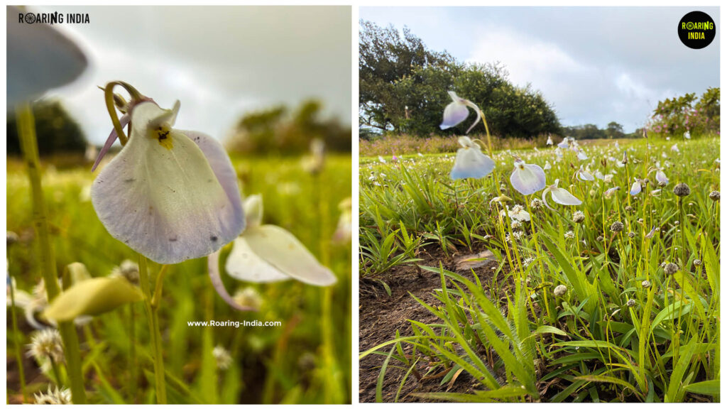 Sita's Tears Flowers