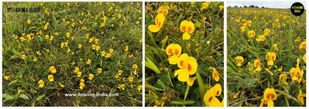 Hairy Smithia Mickey Mouse Flower