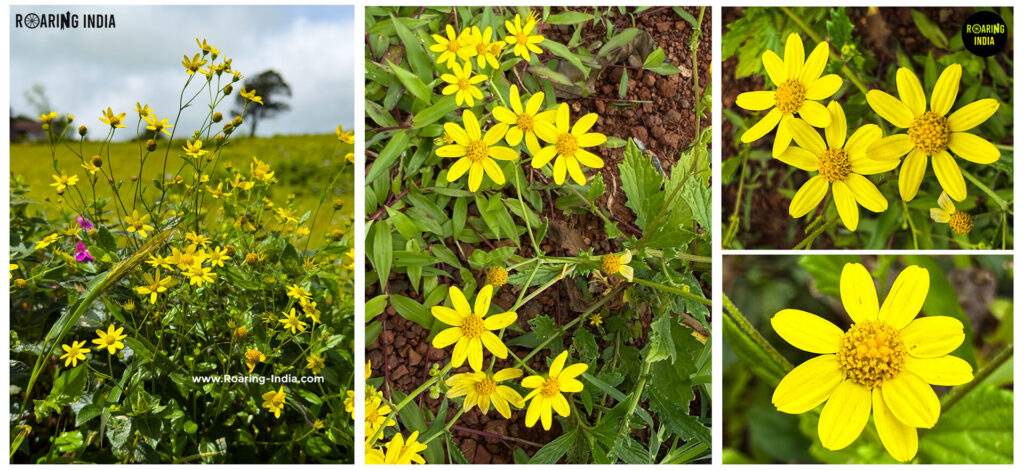 Sonki Flower (Senecio Bombayensis)
