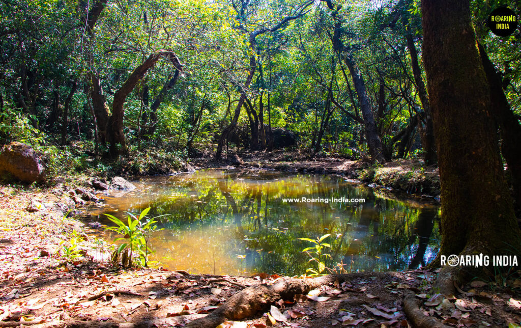 Natural Water Source Near Laphan Ghar Chandoli National Park
