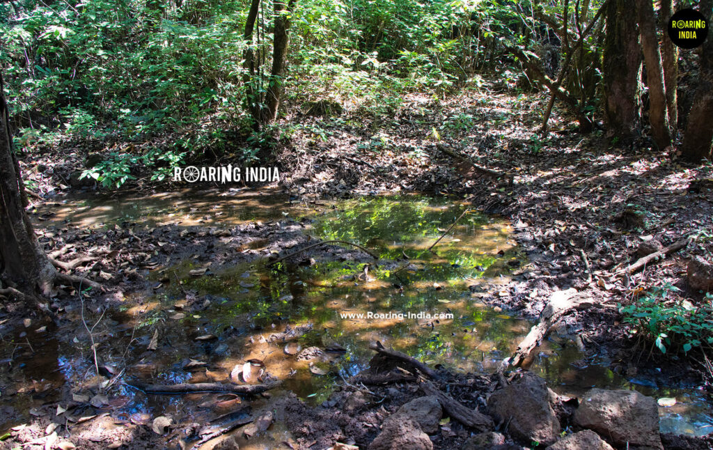 Mudbath in Chandoli National Park