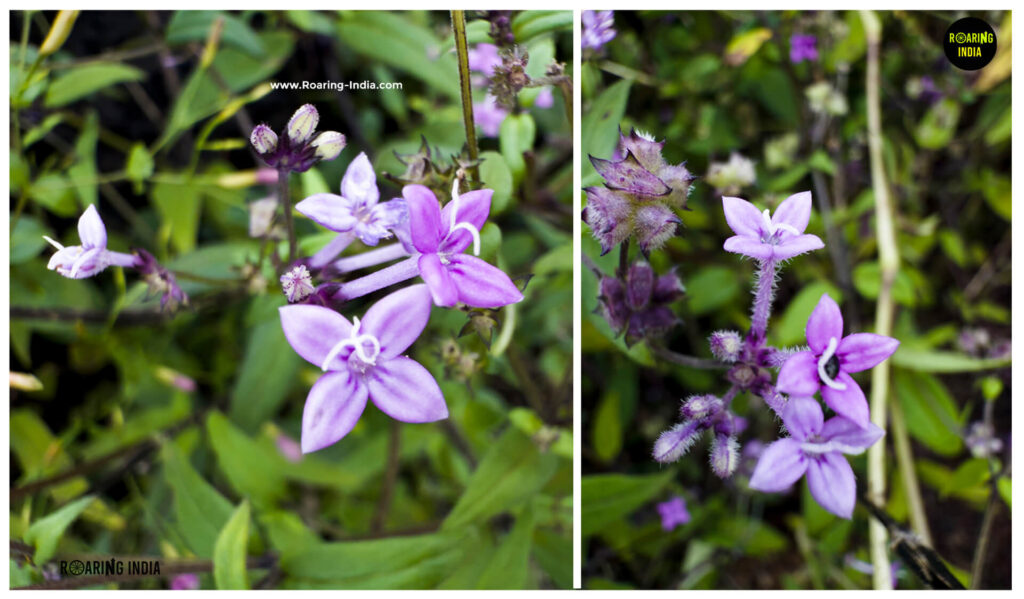 Jangli Neel (Eranthemum Roseum)