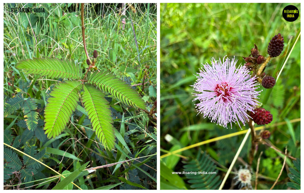Touch-Me-Not plant (Mimosa Pudica