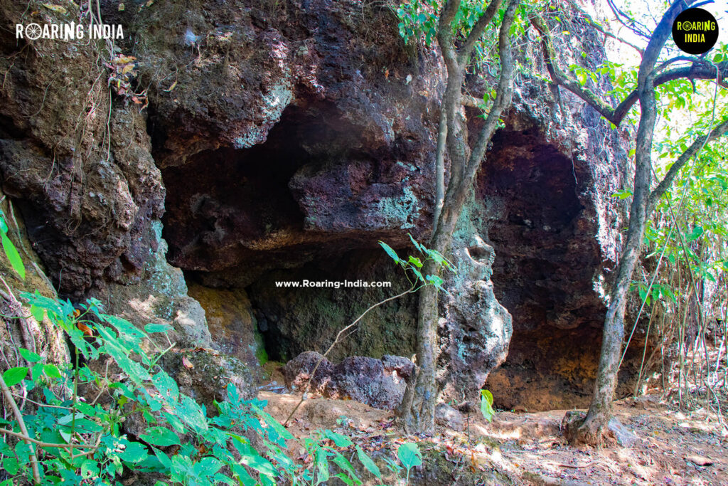 Natural Habitat of Wild Animals in Chandoli Forest