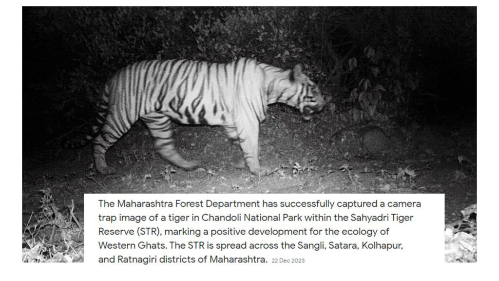 Tiger Found in Camera Trap in Chandoli National Park