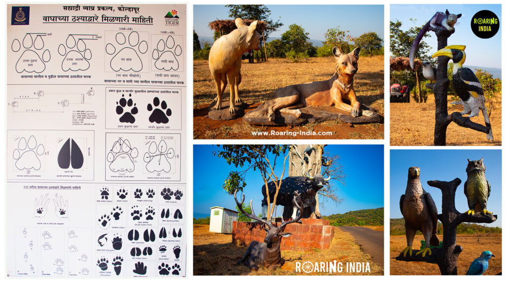 Wildlife Found in Chandoli National Park