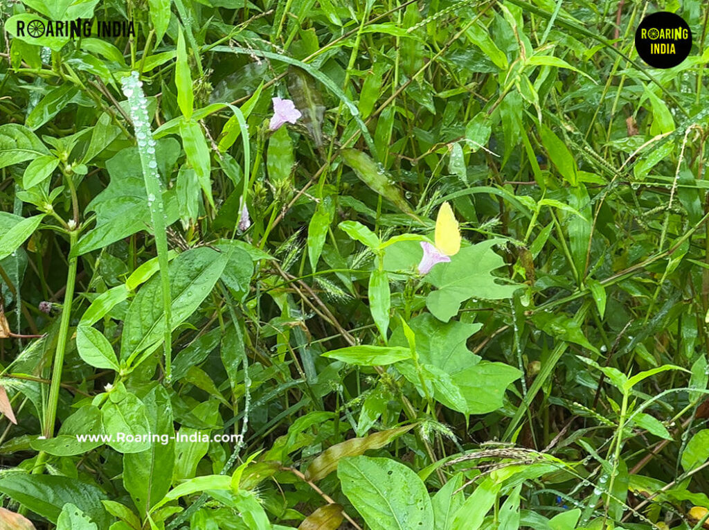 Little Bell Morning Glory Flower