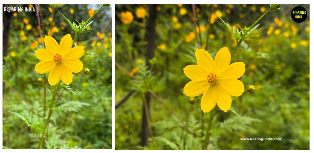 Yellow Cosmos (Wild Marigold)