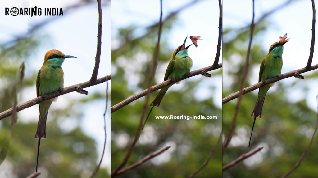 Asian Bee Eater Bird Captured by Shrikant Gondhali