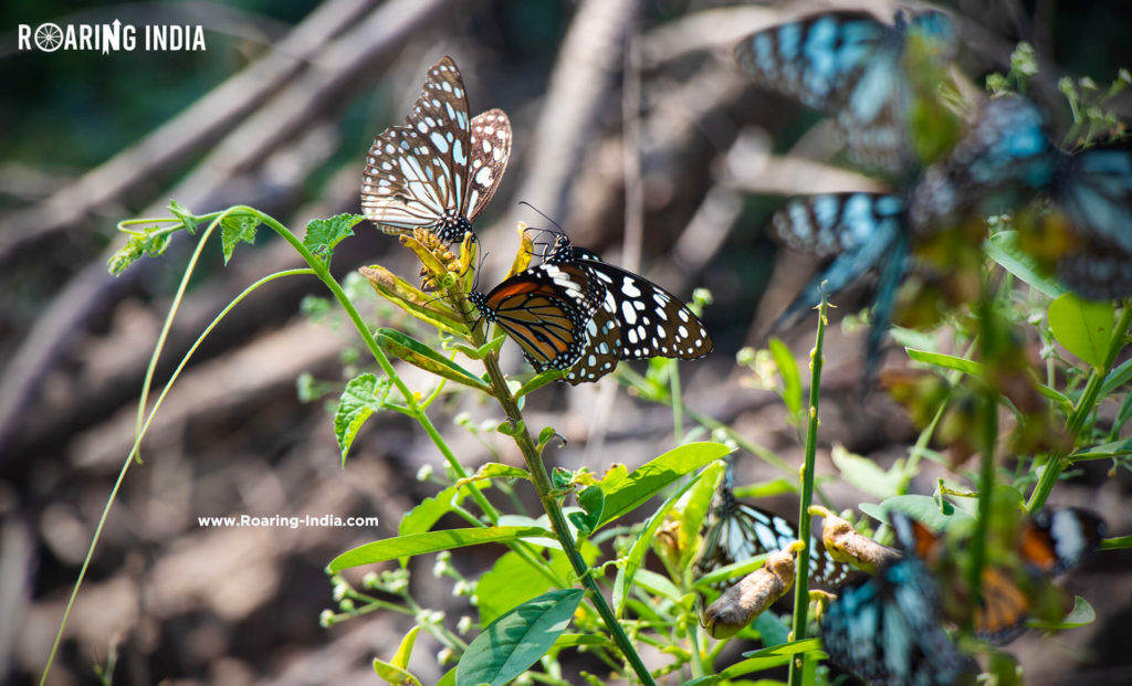 Butterflies found in Honai Temple Hills Station, Hatnur