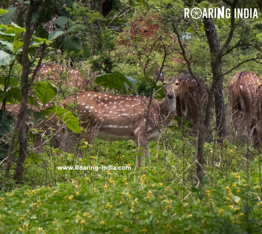 Closeup of Spotted Deer (Captured by Shrikant Gondhali)