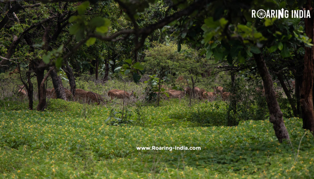Deer Photo Captured by Shrikant Gondhali