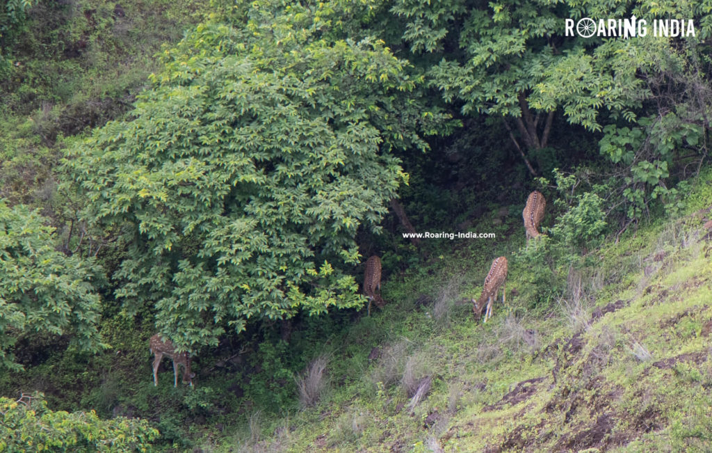 Group of Deer found in Sagareshwar Wildlife Sanctuary