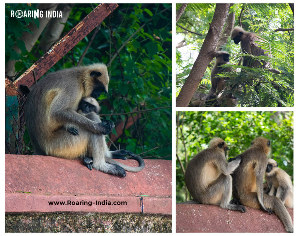 Langurs Found in Sagareshwar Wildlife Sanctuary