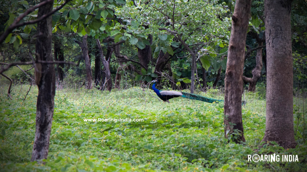 Male Peocock found in Sagareshwar Wildlife Sanctuary