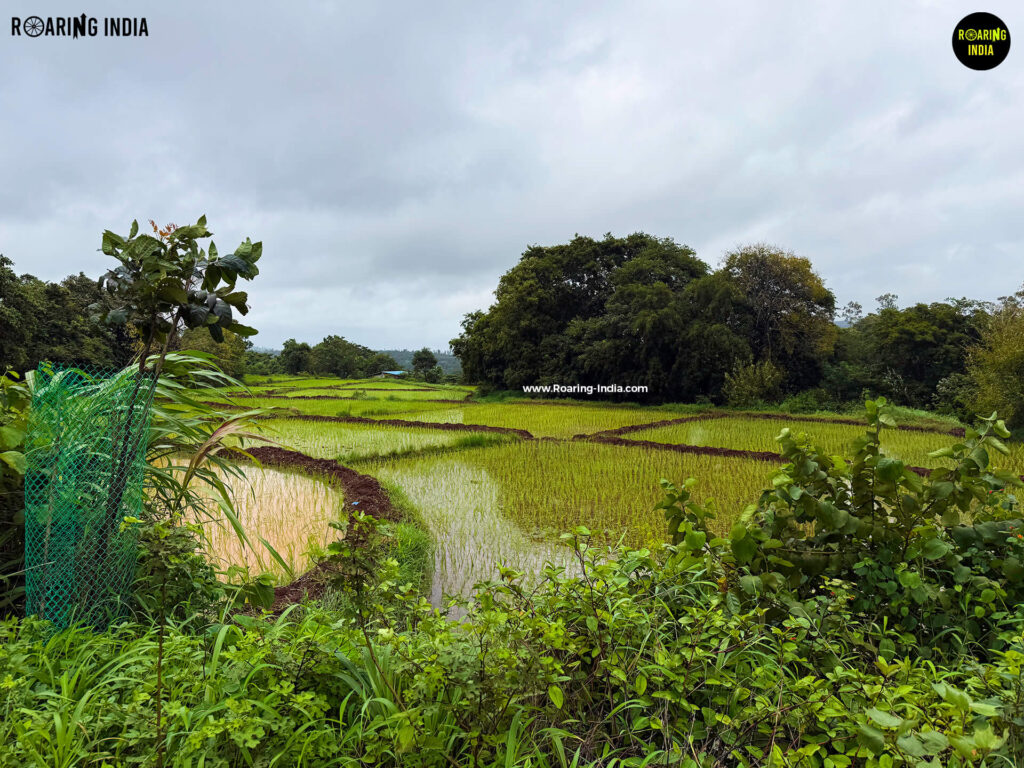 Paddy Fields Near Sundi Waterfalls