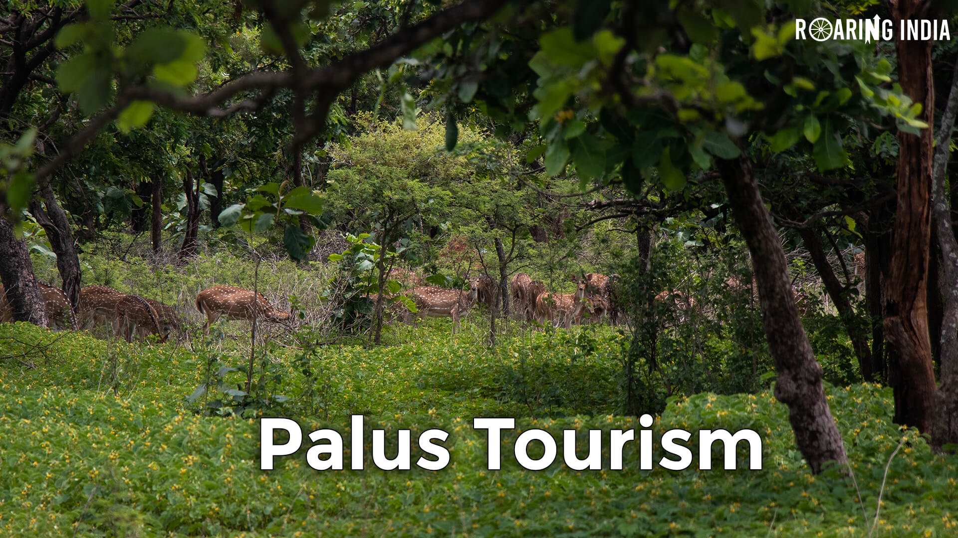 You are currently viewing Palus Tourism – Top Best Tourist Places of Palus