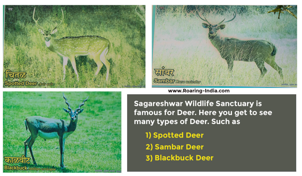 Types of Deer found in Sagareshwar Wildlife Sanctuary