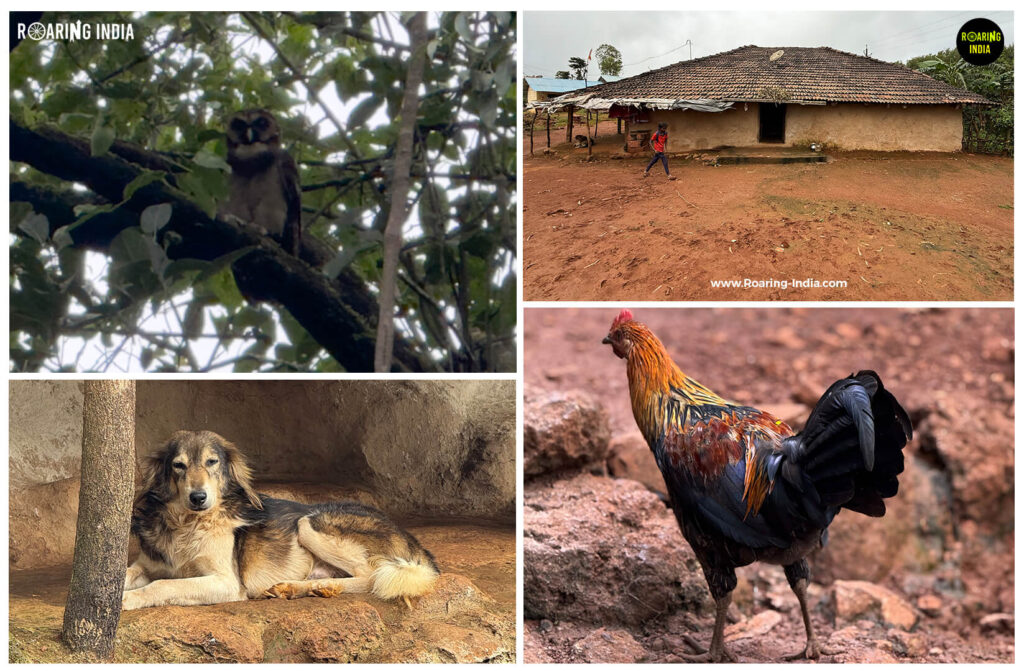 Wildlife Found Near Ukhalu Waterfalls