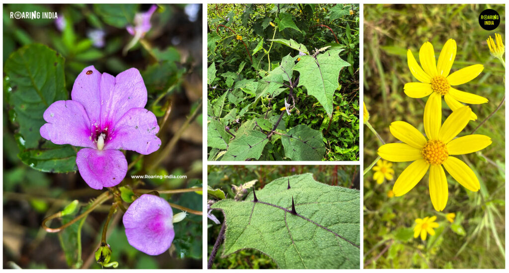 Wildlife Found Near Ukhalu Waterfalls & Ambai Devrai